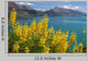 Yellow Lupins Lake Wakatipu