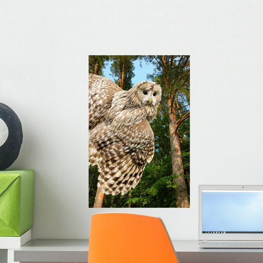 Young Owl Wall Mural
