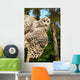 Young Owl Wall Mural