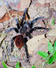 Mexican Red Rump Tarantula