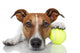 Tennis Ball Dog Wall Decal