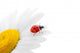 Ladybug Chamomile