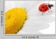 Ladybug Chamomile