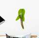 Cydalima perspectalis (Cydalima perspectalis) during feeding Wall Decal