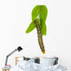 Cydalima perspectalis (Cydalima perspectalis) during feeding Wall Decal