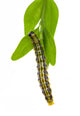 Cydalima perspectalis (Cydalima perspectalis) during feeding Wall Decal