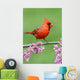 Cardinal Branch