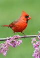 Cardinal Branch