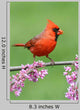 Cardinal Branch
