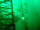 Diver Kelp Wall Decal