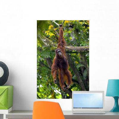 Borneo Orangutan shown on a wall
