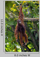 Borneo Orangutan
