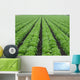 Lettuce Field Wall Decal