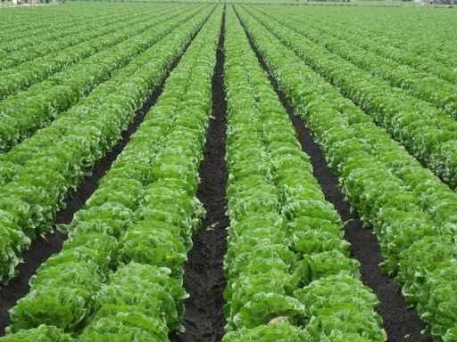 Lettuce Field Wall Decal