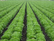 Lettuce Field Wall Decal