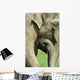 Elephant Calf Wall Mural