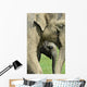 Elephant Calf Wall Mural
