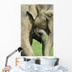 Elephant Calf Wall Mural