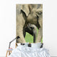 Elephant Calf Wall Mural