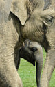 Elephant Calf Wall Mural