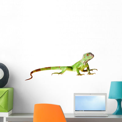 Green Iguana Wall Decal shown on a wall