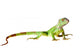 Green iguana Wall Decal