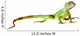 Green iguana Wall Decal