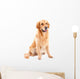 golden retriever dog sitting on isolated  white Wall Decal