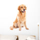 golden retriever dog sitting on isolated  white Wall Decal