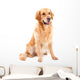 golden retriever dog sitting on isolated  white Wall Decal