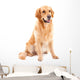 golden retriever dog sitting on isolated  white Wall Decal