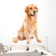 golden retriever dog sitting on isolated  white Wall Decal