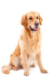 golden retriever dog sitting on isolated  white Wall Decal