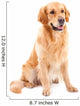 golden retriever dog sitting on isolated  white Wall Decal