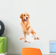 golden retriever dog playing with ball on isolated  white Wall Decal