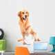 golden retriever dog playing with ball on isolated  white Wall Decal