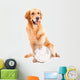 golden retriever dog playing with ball on isolated  white Wall Decal