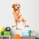 golden retriever dog playing with ball on isolated  white Wall Decal