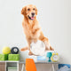 golden retriever dog playing with ball on isolated  white Wall Decal