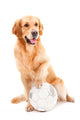 golden retriever dog playing with ball on isolated  white Wall Decal
