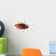 Cockroach