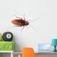 Cockroach