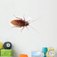 Cockroach