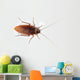 Cockroach