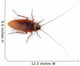Cockroach