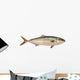 Yellowtail Tuna Wall Decal