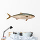 Yellowtail Tuna Wall Decal