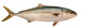 Yellowtail Tuna Wall Decal