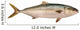 Yellowtail Tuna Wall Decal