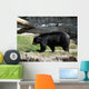 Black Bear Wall Mural